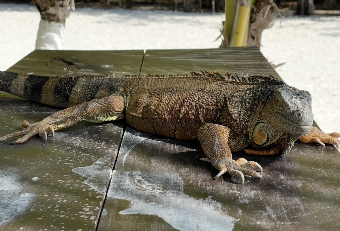 Arrecifes de Cozumel (Parque Marino), Cozumel