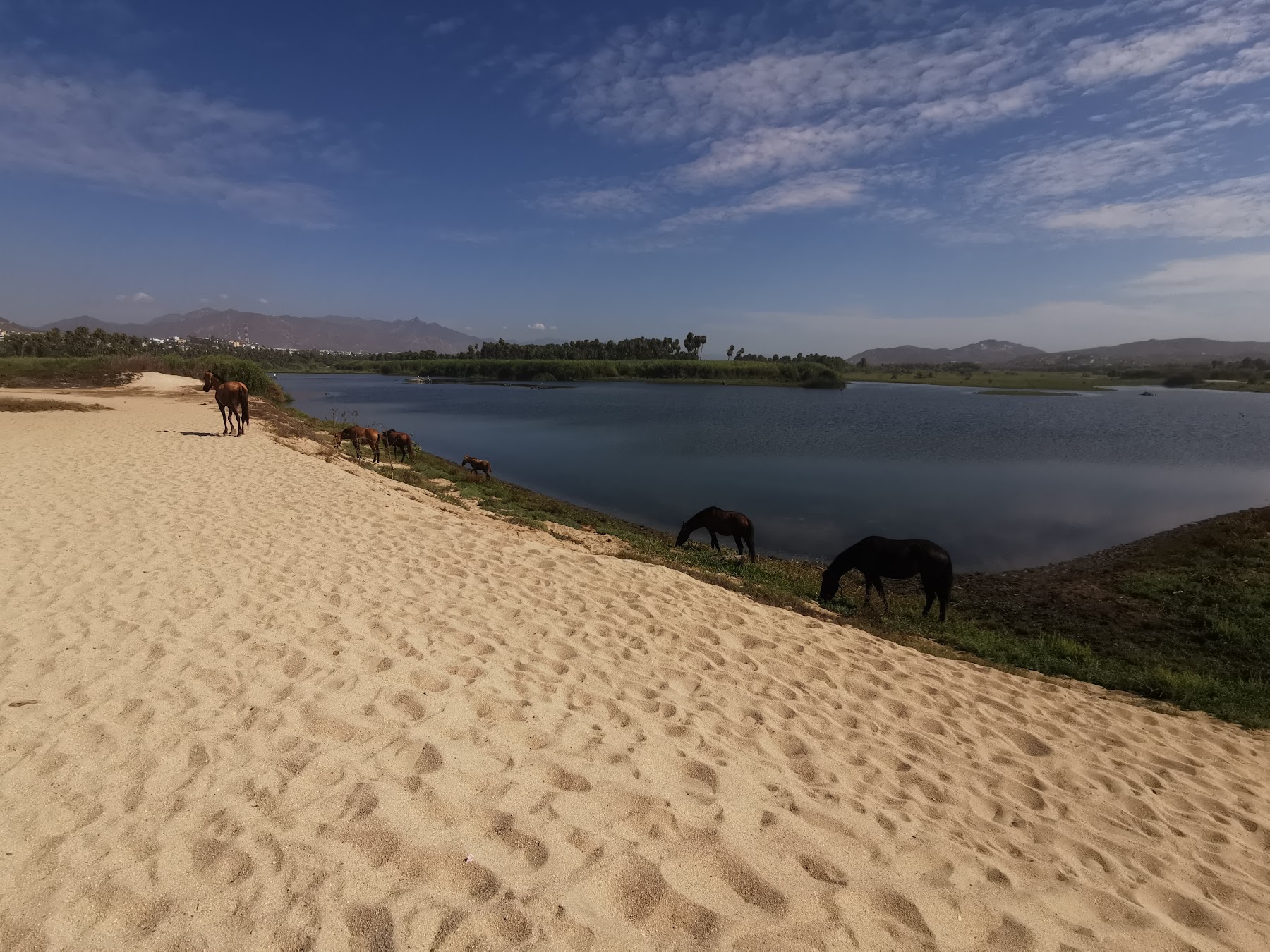 Estero de San José del Cabo, Los Cabos