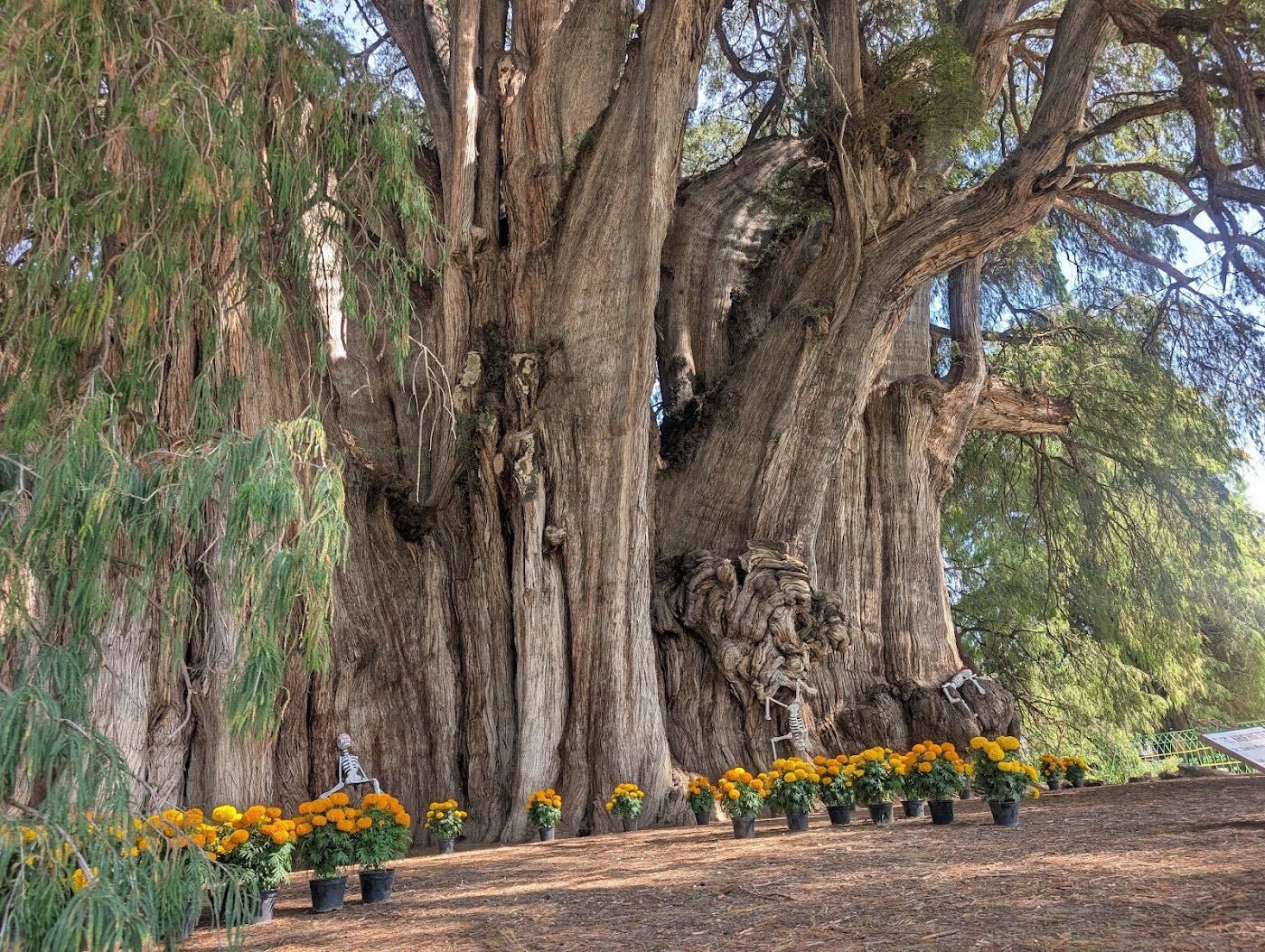 Árbol del Tule, Oaxaca