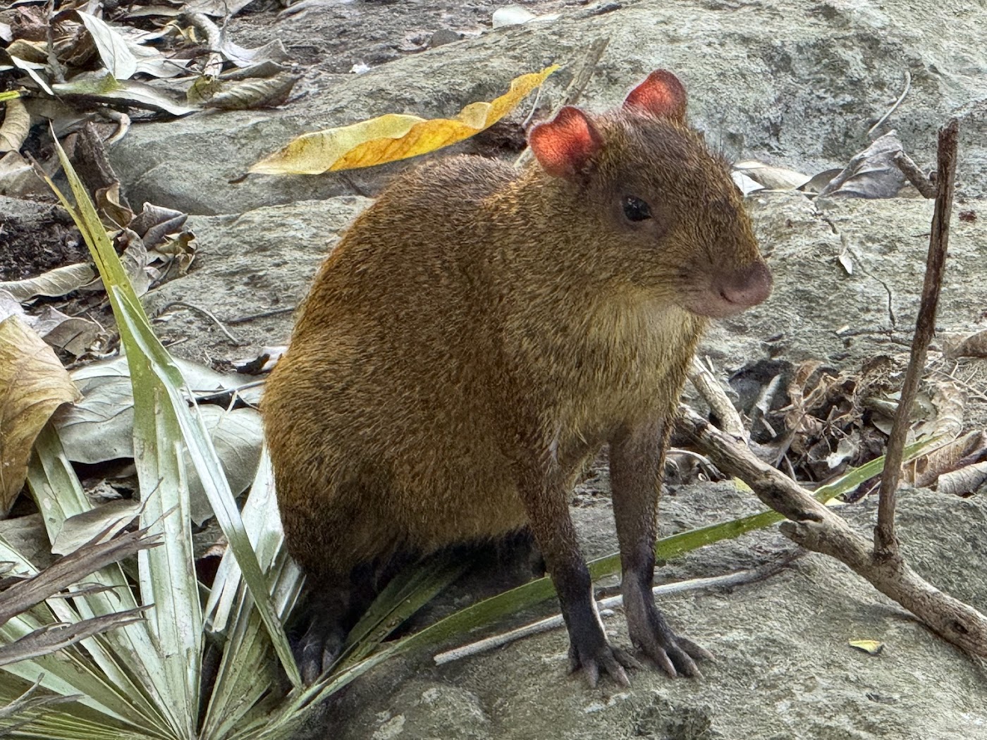 Aviario Xaman-Ha, Playa del Carmen