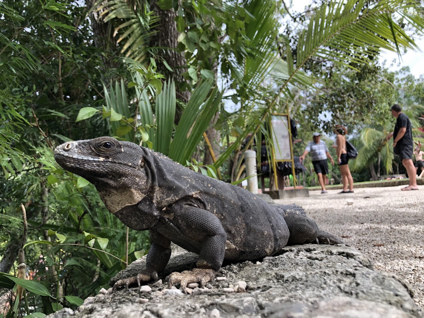 Gran Cenote, Tulum