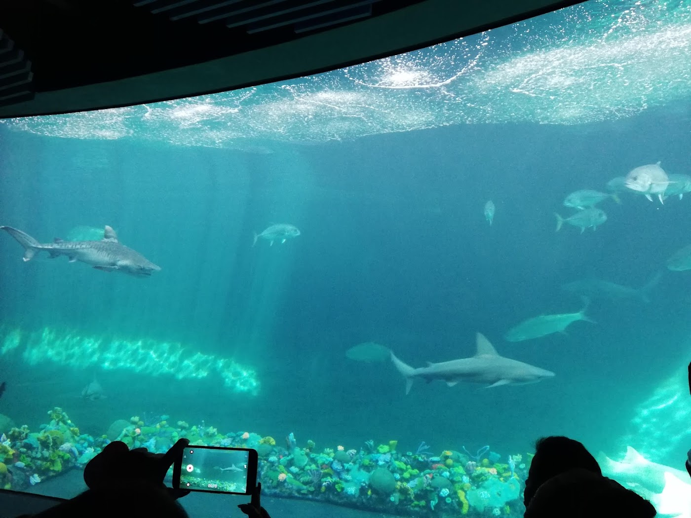 Acuario de Veracruz, Veracruz